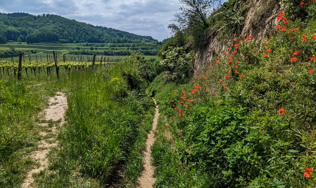Sonnige Wanderung am Kaiserstuhl – Rund um Bickensohl